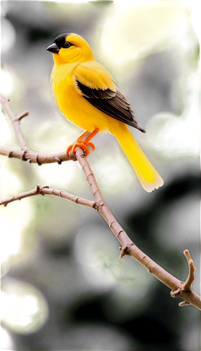 yellow weaver bird,yellow robin,yellow finch,finch bird yellow,cuban oriole,saffron finch,eastern yellow robin,golden finch,bushshrike,yellow winter finch,yellowthroat,canari,yellowbird,american goldfinch,baltimore oriole,bananaquit,canary bird,saffron bunting,evening grosbeak,euphonia,Unique,3D,Garage Kits