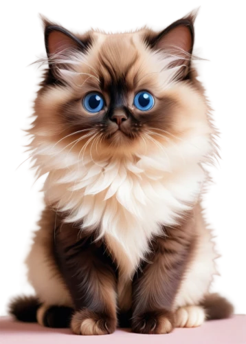 birman,blue eyes cat,himalayan persian,cat with blue eyes,british longhair cat,cat on a blue background,ragdoll,siamese cat,cartoon cat,siberian cat,cute cat,breed cat,siamese,cat vector,blue eyes,drawing cat,cat cartoon,cute cartoon character,doll cat,pekinese,Illustration,Japanese style,Japanese Style 07