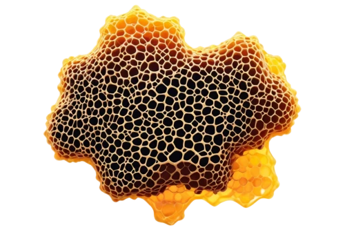 honeycomb structure,building honeycomb,banksia,honeycomb grid,nucleocapsid,trypophobia,quasicrystals,mandelbulb,dryandra,quasicrystal,bee hive,honeycombs,voronoi,buckminsterfullerene,hexagons,gradient mesh,eubanksia,hive,tetrodotoxin,lattices,Photography,Documentary Photography,Documentary Photography 20