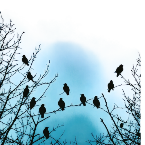 birds on branch,birds on a branch,starlings,grackles,jackdaws,songbirds,pretty bluebirds,corvids,cowbirds,birds singing,passerines,bluebirds,blue birds and blossom,blackbirds,macaws on black background,wild birds,nightingales,crows,crowes,birdsong,Conceptual Art,Fantasy,Fantasy 18