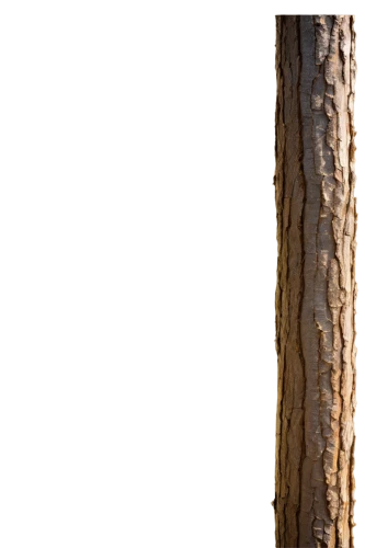 birch trunk,tree bark,birch tree background,tree texture,birch bark,paperbark,wood texture,dry branch,birch tree,tree trunk,wooden pole,betula,treecreeper,wood background,stringybark,tree slice,slice of wood,wooden background,birchbark,dry twig,Art,Artistic Painting,Artistic Painting 36