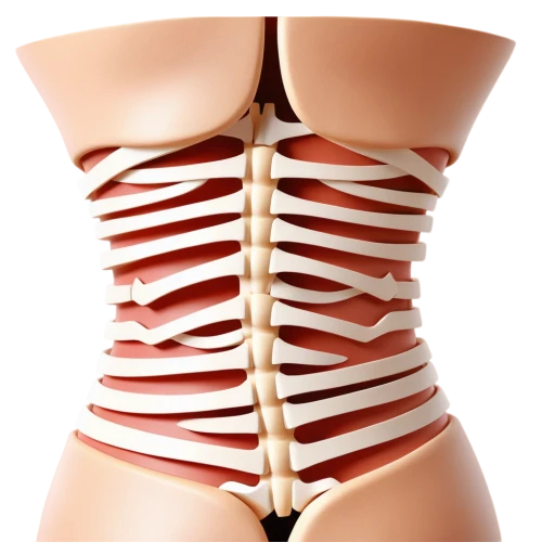 rib cage,ribcage,sacroiliac,lipolysis,mediastinum,breastbone,diaphragmatic,liposuction,lumbar,lordosis,abdominis,scoliosis,vertebroplasty,female body,kyphosis,lumbosacral,herniation,sciatica,midsections,spine,Unique,Paper Cuts,Paper Cuts 04