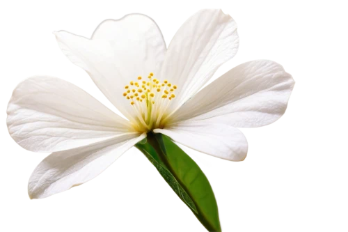 white cosmos,white flower,delicate white flower,wood anemone,flowers png,cherokee rose,white blossom,white lily,white petals,flower background,japanese anemone,cosmos flower,flower wallpaper,white flower cherry,cosmea,stamen,genus anemone,wood daisy background,single flower,camomile flower,Art,Artistic Painting,Artistic Painting 32