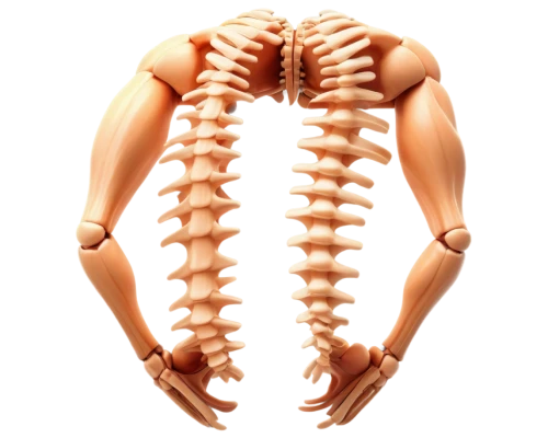 spondylitis,osteopathy,osteopath,myelopathy,scoliosis,kyphosis,spinal,musculoskeletal,osteopaths,spine,osteoporotic,syringomyelia,lumbar,cervical spine,rib cage,chiropractic,ribcage,corticospinal,intervertebral,chiroscience,Illustration,American Style,American Style 02