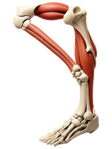 ulna,hindlimb,ligamentum,metacarpal,musculoskeletal,metatarsus,forelimb,osteoporotic,osteocalcin,metacarpals,osteoarthritis,artificial joint,leg bone,osteopenia,osteomalacia,orthopedics,sesamoid,thighbone,ligamentous,tibia,Illustration,Vector,Vector 15
