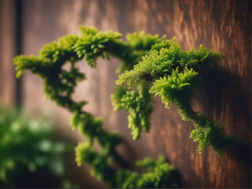 forest moss,bryophytes,sporophyte,moss landscape,sporophytes,fern plant,arborvitae,bryophyte,moss saxifrage,tree moss,green wallpaper,ferns,moss,mossy,spleenwort,pteris,wooden background,dryopteris,clubmoss,wood background,Photography,General,Cinematic