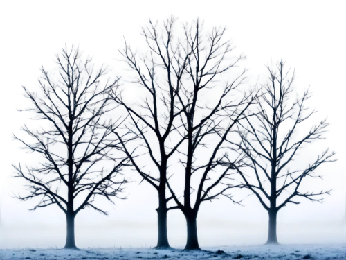 snow trees,winter background,winter tree,treemsnow,bare trees,winter forest,halloween bare trees,hoarfrost,row of trees,snow tree,winter landscape,winterreise,walnut trees,deciduous trees,birch tree background,winterization,wintry,snowy tree,winterland,the trees,Unique,3D,Toy