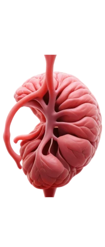 human cardiovascular system,tavr,cardiovascular,ventricle,atrioventricular,pericardial,microcirculation,hypercholesterolemia,cardiomyopathy,human heart,paraventricular,aorta,septal,supraventricular,coronary vascular,myocardium,ventricular,coronary artery,pleurisy,splenomegaly,Photography,Documentary Photography,Documentary Photography 20