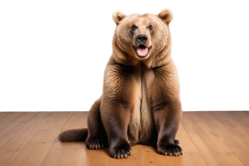 brown bear,bearlike,european brown bear,bear,cute bear,nordic bear,bearish,great bear,ateles,scandia bear,bear guardian,forebear,bearup,bearskin,bafin,cub,ursine,bearishness,bearse,bear kamchatka,Photography,Documentary Photography,Documentary Photography 37
