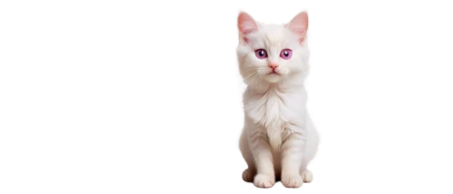 pink cat,white cat,suara,cuecat,cat vector,kittenish,mellat,bartok,cat image,vencat,minurcat,derivable,cat look,colotti,mew,siamese cat,whiskas,firecat,feline,pink background,Photography,Black and white photography,Black and White Photography 07