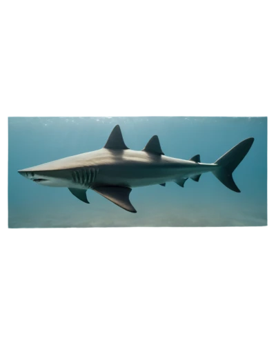 blacktip,whitetip,carcharhinus,carcharodon,remora,porbeagle,requin,houndshark,temposhark,macrocephalus,megalodon,sawfish,leptocephalus,dorsal fin,tiburones,tigershark,hammerheads,hammerhead,great white shark,shark,Photography,Fashion Photography,Fashion Photography 18