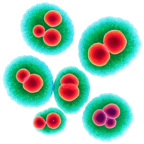 liposomes,mitosis,polyomavirus,flowers png,bohr,microvesicles,microvilli,cytogenetic,spherules,emulsions,cell structure,microtubules,tetrads,micelles,cell division,megakaryocytes,apolipoprotein,ultracapacitors,vesicles,plasmons,Art,Classical Oil Painting,Classical Oil Painting 31