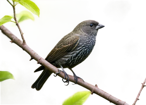 tyrannulet,honeyguide,african dusky flycatcher,java finch,sooty-headed bulbul,european finch,female eastern blue bird,cotinga,dark-eyed junco,fulvetta,cowbird,apalis,piculet,common finch,tapaculo,indicatoridae,little wattle-bird,thornbills,white-headed munia,pompadour cotinga,Photography,Documentary Photography,Documentary Photography 10