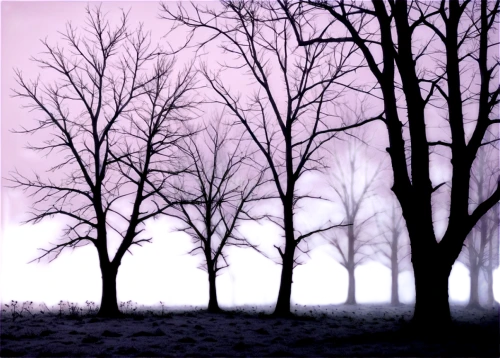 snow trees,beech trees,row of trees,bare trees,winter forest,copses,tree grove,halloween bare trees,purple landscape,copse,the trees,treeline,trees,winter landscape,grove of trees,purpleabstract,winter background,leafless,the purple-and-white,walnut trees,Illustration,Black and White,Black and White 14