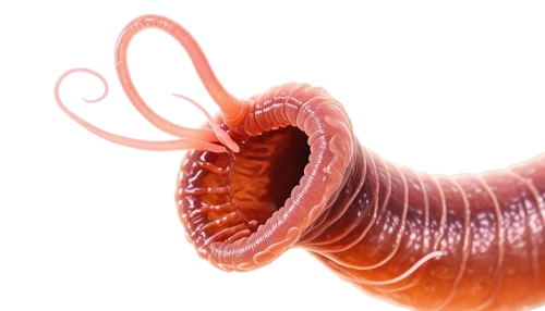 flagella,polychaete,millipede,wormlike,pylori,micropholis,flagellar,ectoparasite,millipedes,tapeworm,flagellum,eukaryote,worm,intestine,polychaetes,ercp,demodex,hypostome,schistosomes,mitochondrion,Conceptual Art,Oil color,Oil Color 21