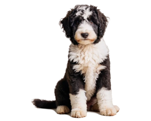 havanese,labradoodle,german longhaired pointer,sheepdog,airedale,australian shepherd,dog pure-breed,shih poo,wirehaired,irish wolfhound,dog breed,border collie,mixed breed dog,schnauzer,parvovirus,briard,short proboscis springer ear,collie,spaniel,cocker spaniel,Conceptual Art,Daily,Daily 32