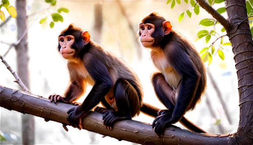 mandrills,macaques,capuchins,primates,monkey family,long tailed macaque,simians,langurs,palaeopropithecus,baboons,barbary macaques,primatologists,mangabey,bonobos,propithecus,macaca,crab-eating macaque,three monkeys,monkeys,monkeys band,Illustration,Japanese style,Japanese Style 06