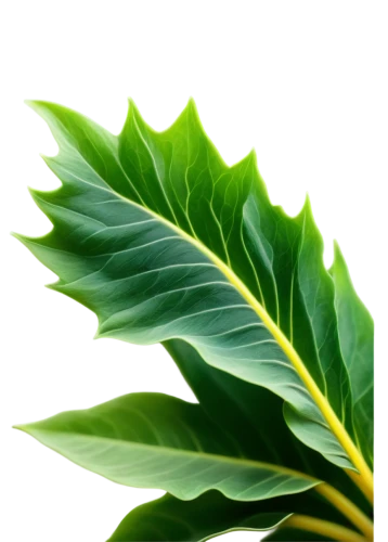 leaf background,tropical leaf,spring leaf background,tree leaf,tropical leaf pattern,green leaf,leaf green,fern leaf,palm leaf,green wallpaper,jungle leaf,beech leaf,mape leaf,coconut leaf,walnut leaf,green leaves,leafed,tree leaves,palm leaves,fig leaf,Conceptual Art,Fantasy,Fantasy 10