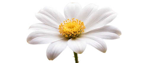 white chrysanthemum,the white chrysanthemum,shasta daisy,marguerite daisy,ox-eye daisy,leucanthemum,oxeye daisy,daisy flower,white cosmos,common daisy,camomile flower,margueritte,white flower,chrysanthemum background,white daisies,pyrethrum,perennial daisy,wood daisy background,marguerite,daisylike,Illustration,Children,Children 02