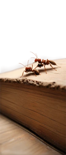 lectura,book wallpaper,book bindings,myrmica,polistes,scrape book,book cover,book pages,ichneumon,fire ants,cockroaches,craterus,booksurge,medium-sized wasp,bookstand,camponotus,bookrunners,buckled book,mantises,ant,Illustration,Realistic Fantasy,Realistic Fantasy 17