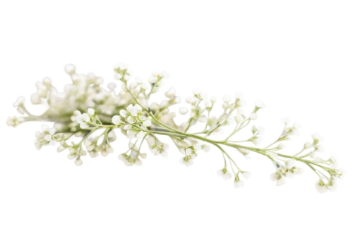 elderflower,flowers png,gypsophila,baby's breath,bedstraw,lily of the valley,white flower cherry,lily of the field,mediterranean baby's breath,bag of gypsophila,alyssum,muguet,night-blooming jasmine,panicle,white jasmine,white floral background,white blossom,galium,white lilac,delicate white flower,Illustration,Vector,Vector 03