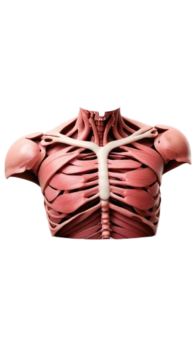 subclavian,trapezius,rib cage,mediastinum,muscular system,mediastinal,rmuscles,ribcage,thoracic,human internal organ,pectoralis,microcirculation,vasculature,sternum,lymphatics,atrioventricular,bronchial,latissimus,aorta,ventricle,Illustration,Realistic Fantasy,Realistic Fantasy 08