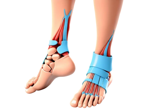 foot model,dorsiflexion,hindfeet,tibialis,prosthesis,foot reflex zones,sesamoid,metatarsal,supination,foot reflex,metatarsals,fibular,orthosis,valgus,lymphedema,orthotic,pronation,hindlimb,osseointegration,u leg bridge,Illustration,Children,Children 02