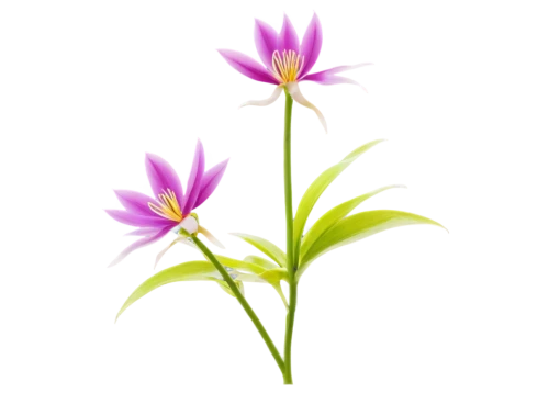 flowers png,flower background,grape-grass lily,flower wallpaper,zephyranthes,flower illustrative,nerine,brodiaea,flower illustration,garden star of bethlehem,grass lily,floral digital background,colchicum,decorative flower,stylidium,herbaceous flowering plant,tulip background,artificial flower,minimalist flowers,firecracker flower,Art,Classical Oil Painting,Classical Oil Painting 38