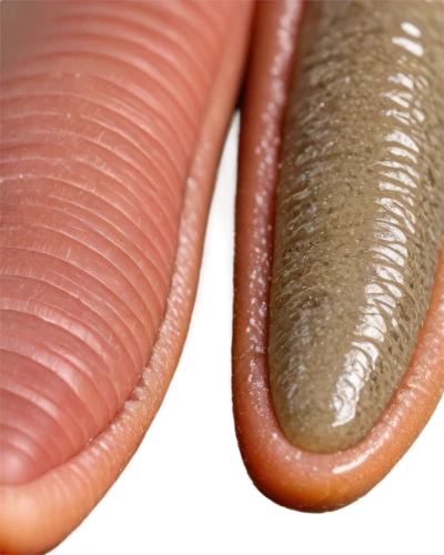 nectaries,caecilians,liverwurst,weisswurst,wurst,platyhelminthes,flatworms,lampreys,frankfurters,hagfish,trematodes,kielbasa,frankfurter,schistosoma,sausage plate,sausages,caecilian,lamprey,merguez,worms,Photography,Fashion Photography,Fashion Photography 10