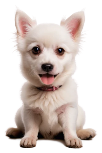 pomeranian,huichon,chihuahua,pomeranians,long hair chihuahua,inu,dog illustration,white dog,cute puppy,dog drawing,small dog,pet portrait,cheerful dog,chihuahuas,suri,ein,chiwawa,little dog,krita,female dog,Illustration,Realistic Fantasy,Realistic Fantasy 22