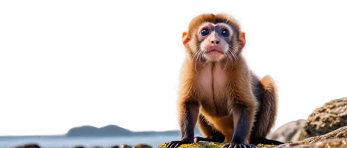 barbary monkey,long tailed macaque,barbary macaque,barbary ape,macaque,de brazza's monkey,langur,macaca,francois langur,japanese macaque,crab-eating macaque,squirrel monkey,macaques,mangabey,mandrill,baboon,capuchins,primate,barbary macaques,japan macaque,Art,Artistic Painting,Artistic Painting 47