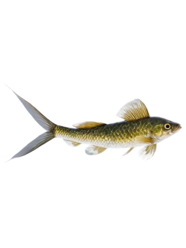 mosquitofish,rasbora,etheostoma,killifish,rapala,freshwater fish,stickleback,zebrafish,topminnow,pikeminnow,minnow,swordtail,muskellunge,baitfish,fjord trout,small fish,apistogramma,sticklebacks,characidae,forest fish,Conceptual Art,Oil color,Oil Color 11