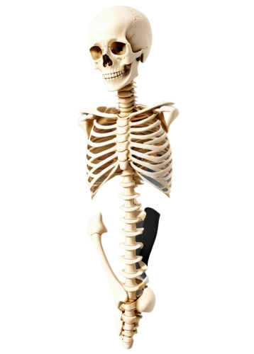 skeletal,vintage skeleton,skelemani,skeleton,human skeleton,skelly,calcium,doot,osteoporotic,bone,skeleltt,boneparth,spookily,skeletal structure,osteoporosis,bones,skelid,mermaid skeleton,boney,skeletons,Conceptual Art,Daily,Daily 35