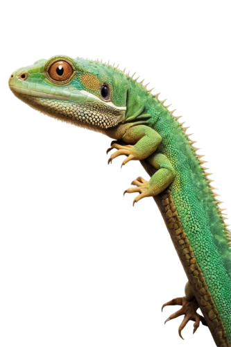 basiliscus,emerald lizard,phelsuma,green crested lizard,green lizard,day gecko,agamid,anole,eastern water dragon lizard,hemidactylus,ring-tailed iguana,lagarto,green iguana,eastern water dragon,anoles,basilisks,varanus,malagasy taggecko,agamas,gecko,Illustration,Abstract Fantasy,Abstract Fantasy 06