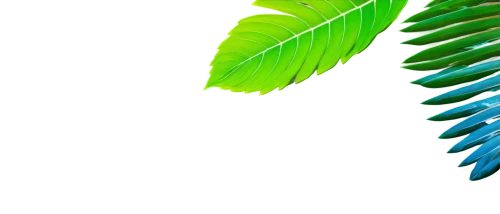 tropical leaf,palm leaf,green wallpaper,palm leaves,tropical greens,fern leaf,palm fronds,tropical floral background,cycas,green background,palm tree vector,tropical leaf pattern,cycad,coconut leaf,fern plant,palm branches,wakefern,blechnum,norfolk island pine,aaaa,Photography,Artistic Photography,Artistic Photography 02