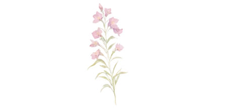 flowers png,pink grass,spineflower,gladiolas,minimalist flowers,pastel wallpaper,gaura,epilobium,elven flower,orchidaceae,gladioli,fireweed,gladiolus,salt flower,light pink,pearlescent,spectabilis,desert flower,blooming grass,pink flower white,Illustration,Black and White,Black and White 22