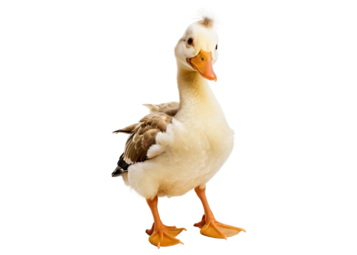 parents and chicks,duckling,a pair of geese,rockerduck,female duck,lameduck,duck cub,brahminy duck,goslings,ducklings,greylag goslings,duck females,young duck duckling,cayuga duck,aviculture,poultries,quacker,duck,pheasant chick,canard,Art,Artistic Painting,Artistic Painting 07