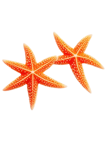 garridos,astropecten,garrisoned,garrisons,cinnamon stars,christmas star,christ star,rating star,christmas stars,starfishes,starfish,sunburst background,star pattern,colorful star scatters,sea star,star abstract,six-pointed star,orange,garriga,palm tree vector,Illustration,Black and White,Black and White 14