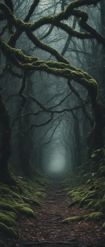 forest path,hollow way,the mystical path,foggy forest,germany forest,fairytale forest,haunted forest,elven forest,mirkwood,crooked forest,forest road,enchanted forest,tree lined path,elfland,the path,holloways,green forest,forest dark,fairy forest,forest glade,Photography,Documentary Photography,Documentary Photography 08