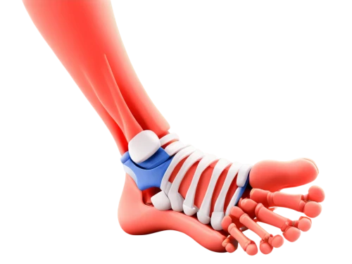 metacarpal,musculoskeletal,osteoarthritis,tendonitis,metatarsal,ligamentum,osteocalcin,artificial joint,osseointegration,scaphoid,hindlimb,orthopedics,osteoporotic,sesamoid,reflex foot sigmoid,ligamentous,ligament,navicular,osteopathic,osteopathy,Conceptual Art,Daily,Daily 07
