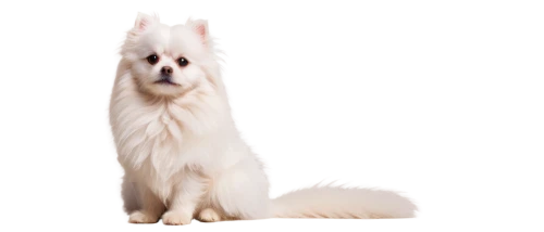 white cat,british longhair cat,colotti,cats angora,birman,angora,samoyedic,himalayan persian,snowbell,maincoon,atka,ermine,white dog,white fox,ragdoll,suara,transparent background,siberian cat,cat image,breed cat,Illustration,Black and White,Black and White 01