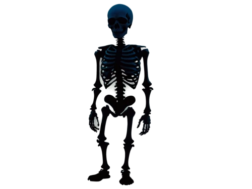 skeletal,human skeleton,skeleton,skelly,vintage skeleton,skeletal structure,uv,endoskeleton,skeletons,skelemani,bones,xray,primitive man,occipital,metastatic,bone,skelid,luminol,radiograph,computer tomography,Illustration,Vector,Vector 15