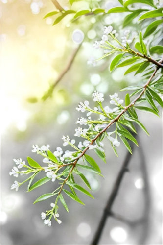 swedish mountain ash,leatherleaf,pine flower,yinzhen,tamarisk,eastern hemlock,ornamental shrub,hemlock,chionanthus,juniperus,subalpine,parthenium,evergreen trees,background bokeh,aromatic plant,fir-tree branches,branchlets,pine tree branch,penduline,thuja,Conceptual Art,Sci-Fi,Sci-Fi 10