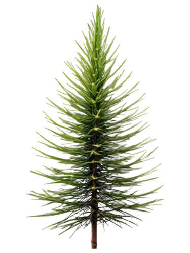 fir needles,fir tree decorations,fir branch,fir tree,norfolk island pine,spruce tree,nordmann fir,fir-tree branches,fir branches,cupressaceae,kerschbaum,spruce needles,douglas fir,bierenbaum,cupressus,christmas pine,pine tree,pine cone ornament,chile fir,tannenbaum,Photography,Documentary Photography,Documentary Photography 38