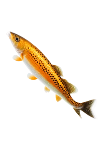 lanternfish,fish pen,dartfish,needlefish,fjord trout,yellow fish,pencil icon,gar,baitfish,yellowfish,gold fish,muskellunge,etheostoma,fish gold,razorfish,garridos,koi fish,esox,rapala,common carp,Art,Classical Oil Painting,Classical Oil Painting 07