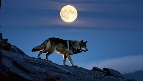 howling wolf,european wolf,full moon,gray wolf,howl,wolfdog,wolfen,aleu,loup,moonlit night,wolfsangel,canis lupus,loups,wolffian,graywolf,blackwolf,wolf,moonlit,wolens,night watch,Photography,Black and white photography,Black and White Photography 06