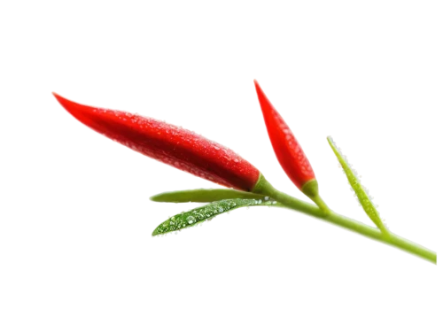 flowers png,spring leaf background,ornamental peppers,heliconia,anthurium,flower background,leaf background,ikebana,asparagaceae,red leaf,rumex,firecracker flower,epilobium,red carnation,on a red background,aloes,tenuifolia,red and green,aloe,aloe vera leaf,Conceptual Art,Daily,Daily 07