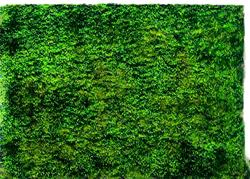 ground cover,green wallpaper,block of grass,groundcover,buxus,green plant,tree moss,green plants,moss landscape,green border,azolla,forest moss,greenwash,microalgae,green living,bryophytes,background ivy,green cut,moss,greeniaus,Illustration,Paper based,Paper Based 17