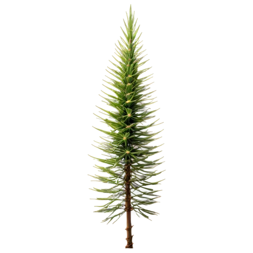 fir needles,fir branch,spruce needles,fir tree,gymnosperm,spruce needle,norfolk island pine,cupressus,cupressaceae,chile fir,spruce tree,fir tree decorations,horsetail,lycopodium,bierenbaum,cryptomeria,nordmann fir,asparagaceae,paleobotany,equisetum,Conceptual Art,Sci-Fi,Sci-Fi 17