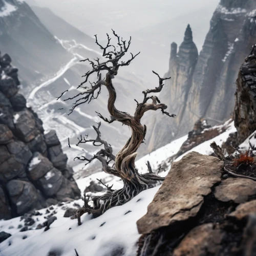 icewind,mirkwood,ignagni,isolated tree,syberia,alpine landscape,fantasy landscape,winter landscape,skyrim,winter forest,erebor,mountain world,snow landscape,hinterlands,mountain tundra,whitebark,alpine crossing,snow tree,snowy landscape,valley of death,Unique,3D,Panoramic